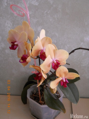 �������� 2016