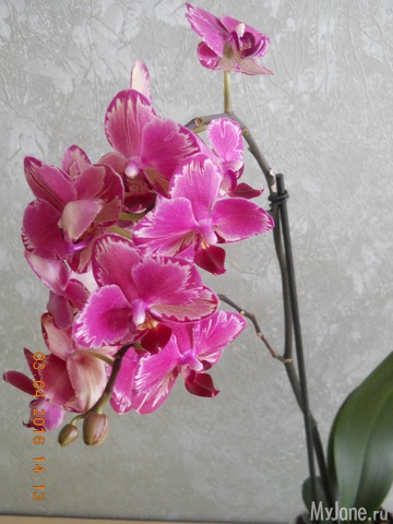 �������� 2016