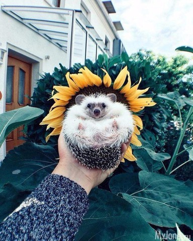 ������� ������ ���