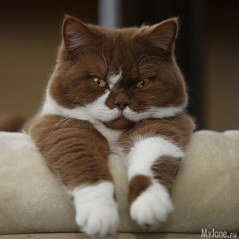 ����� ���������