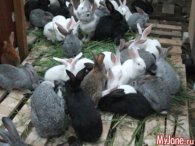 ��� ��������