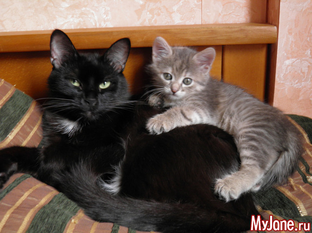 ��� ���������