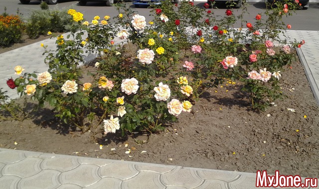 ������ �������