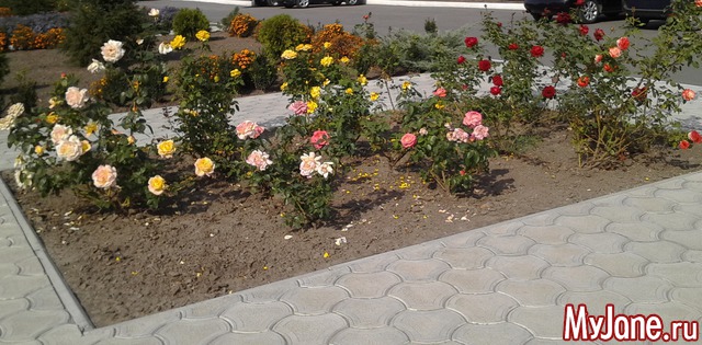 ������ �������