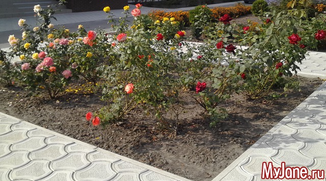 ������ �������