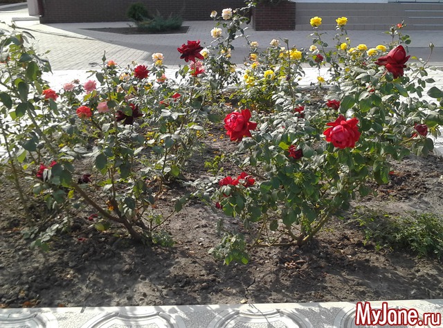 ������ �������