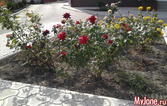 ������ �������