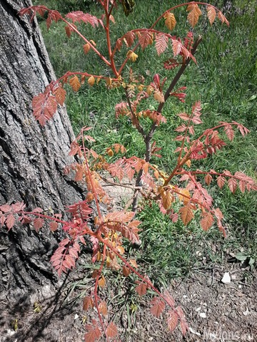 �� ���� ��,� �������!