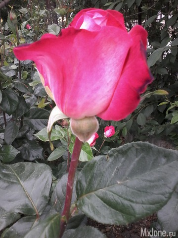 �� ���� ��,� �������!