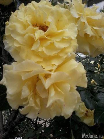 �� ���� ��,� �������!