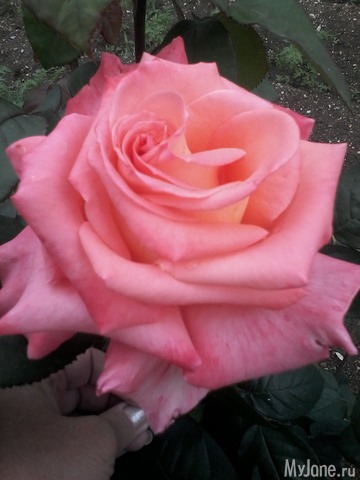 �� ���� ��,� �������!