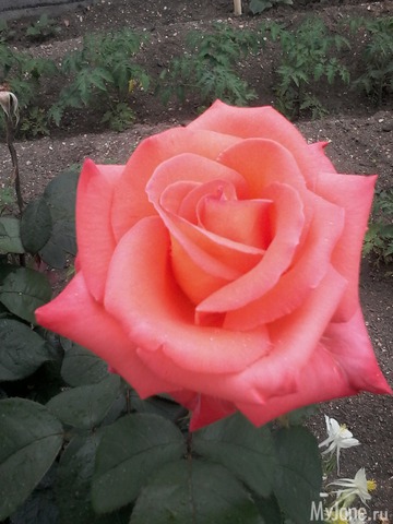 �� ���� ��,� �������!