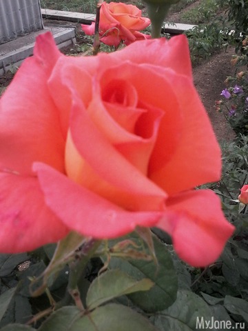 �� ���� ��,� �������!