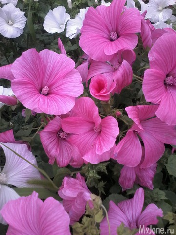 �� ���� ��,� �������!