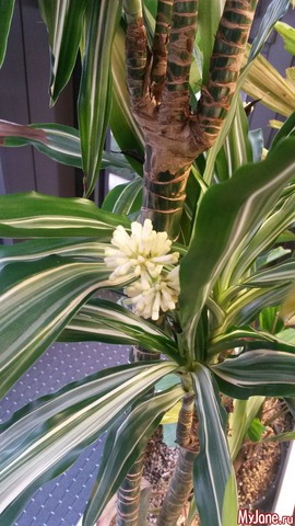 �������� �������