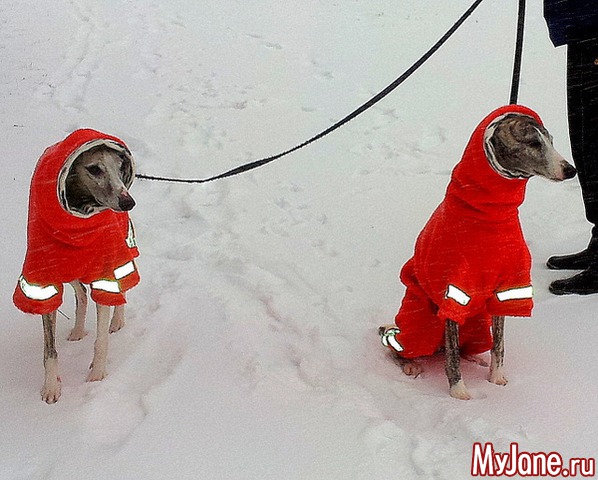 � ��� ������ ���� - ( 02.01.2016 )