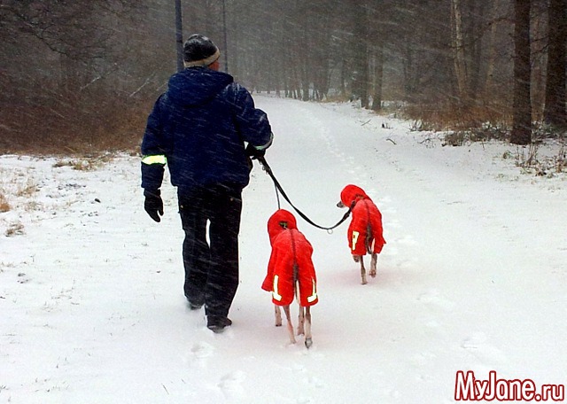 � ��� ������ ���� - ( 02.01.2016 )