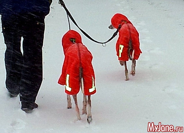 � ��� ������ ���� - ( 02.01.2016 )