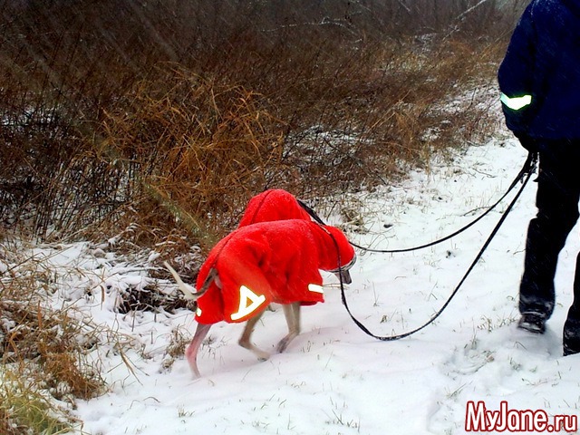 � ��� ������ ���� - ( 02.01.2016 )