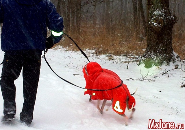 � ��� ������ ���� - ( 02.01.2016 )