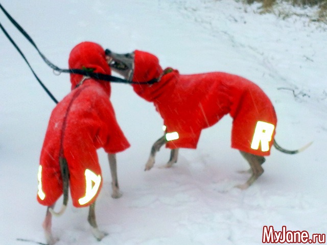 � ��� ������ ���� - ( 02.01.2016 )