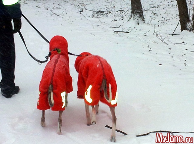 � ��� ������ ���� - ( 02.01.2016 )