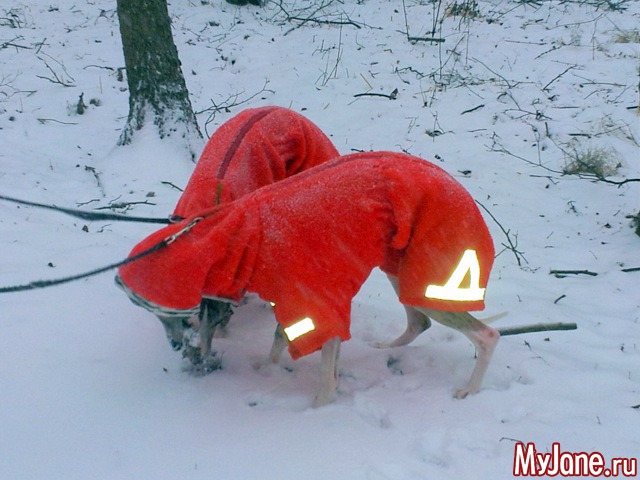 � ��� ������ ���� - ( 02.01.2016 )