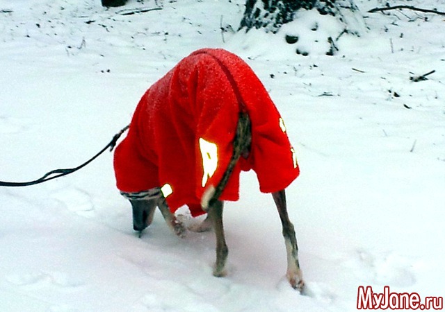 � ��� ������ ���� - ( 02.01.2016 )