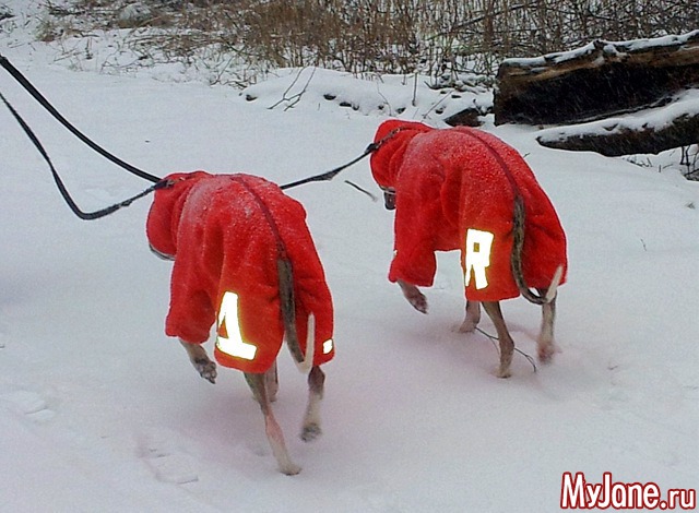 � ��� ������ ���� - ( 02.01.2016 )