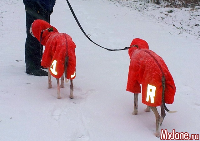 � ��� ������ ���� - ( 02.01.2016 )