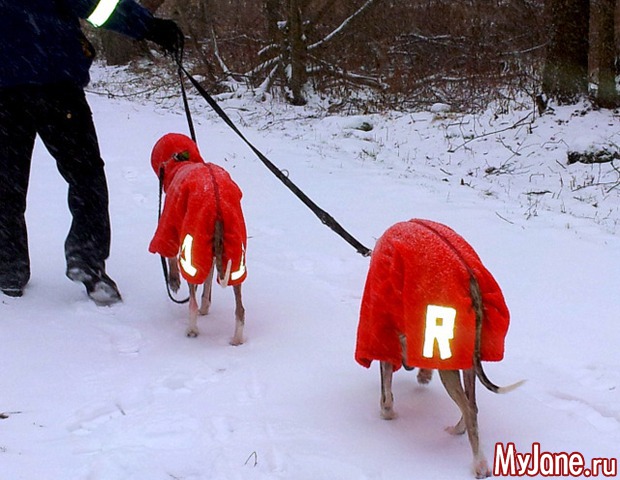 � ��� ������ ���� - ( 02.01.2016 )