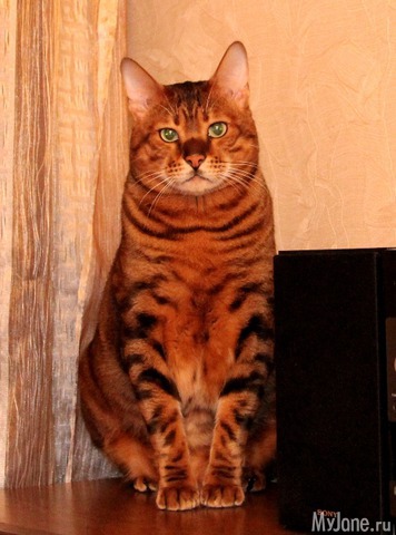 ��� ������