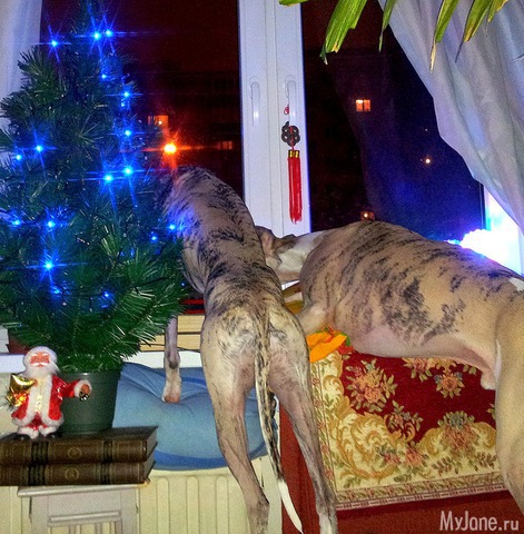 � ��� ������ ���� - ( 02.01.2016 )