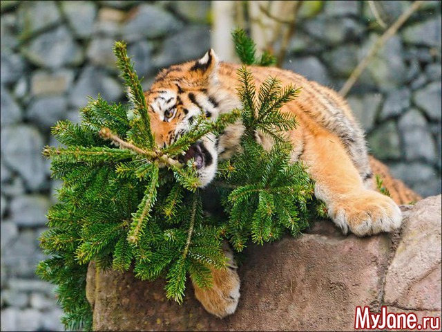 ����� ���