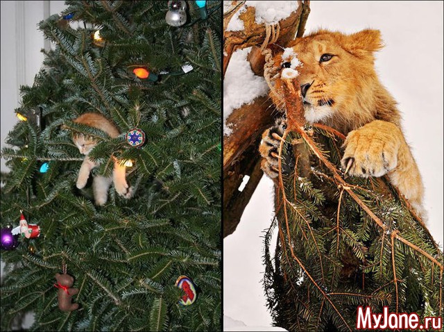 ����� ���