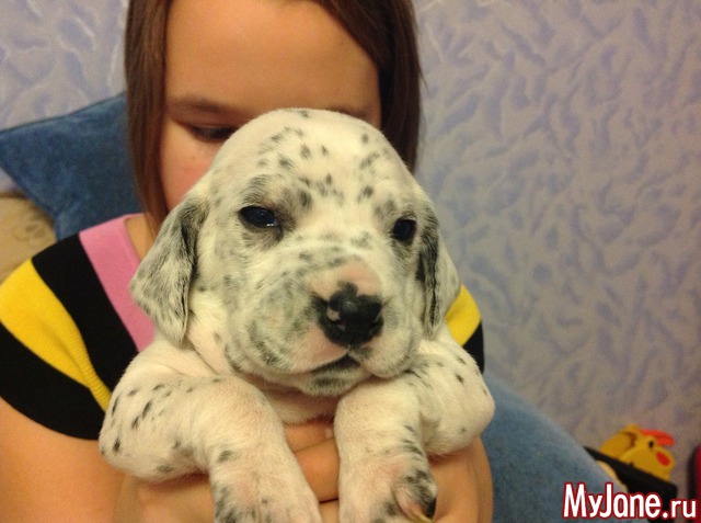 ��� �������