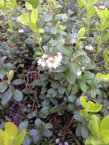 ��� ������ ��������