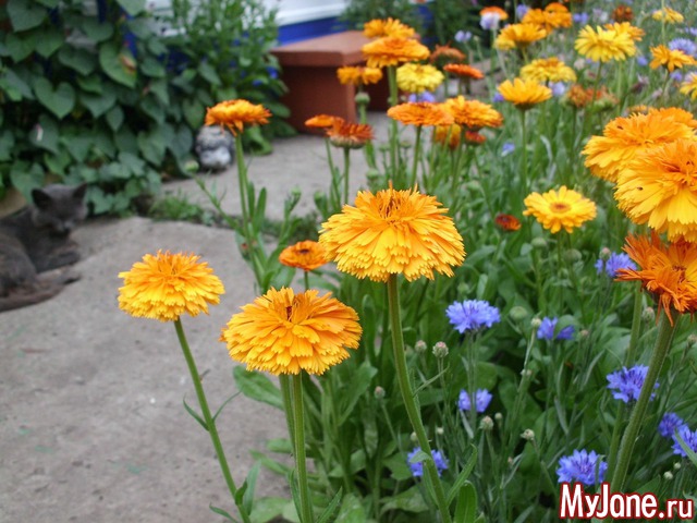 �������� ���....