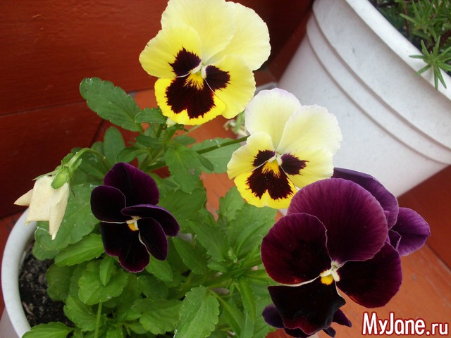 �������� ���....