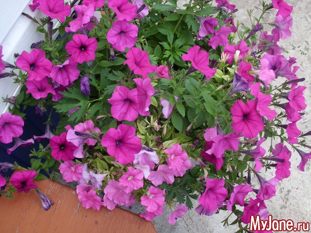 �������� ���....