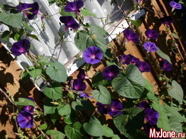 �������� ���....