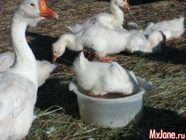 �������� ���....