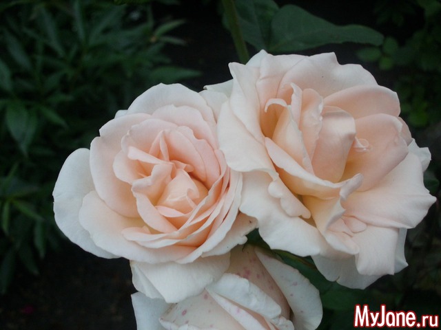 �������� ���....