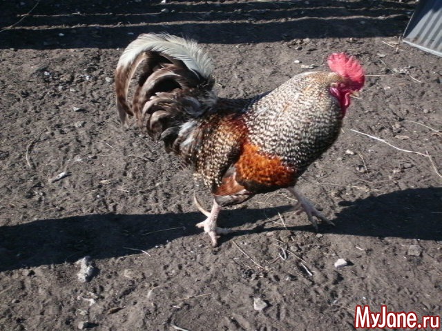 �������� ���....