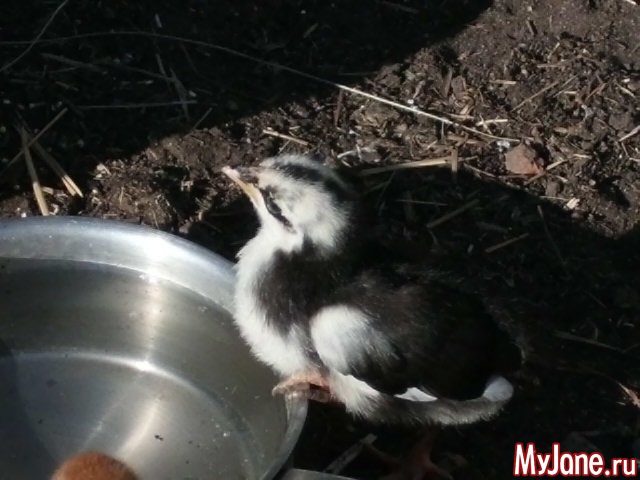 �������� ���....