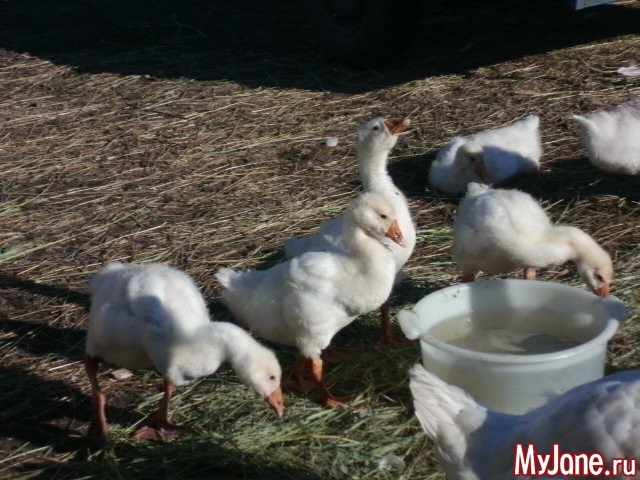 �������� ���....