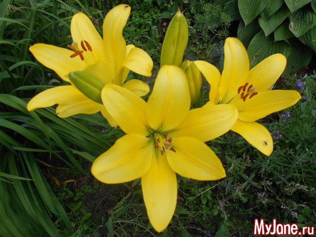 ��� �������� �����.2016���.