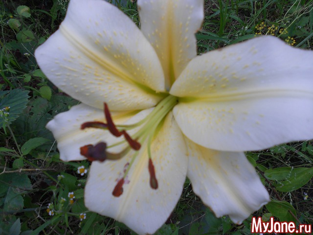 ��� �������� �����.2016���.