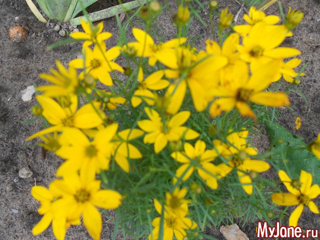 ��� �������� �����.2016���.