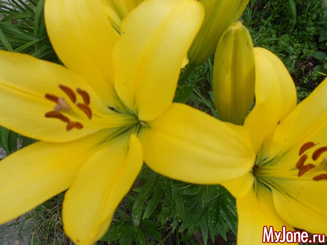 ��� �������� �����.2016���.